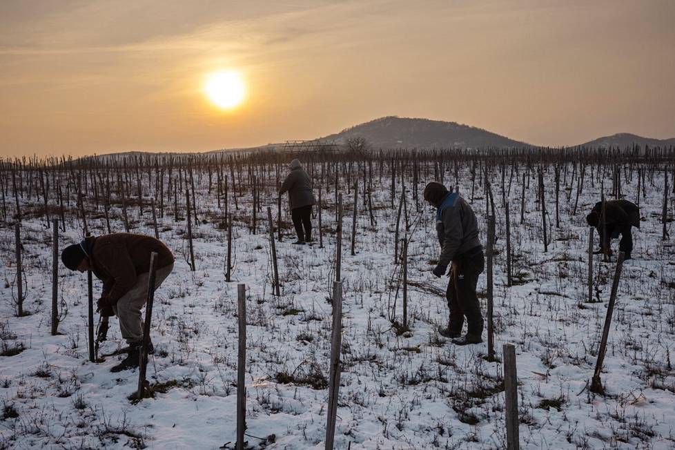 Työntekijät leikkasivat viiniköynnöksiä talvisella pellolla. Vulkaaninen maaperä vaikuttaa viinin makuun.