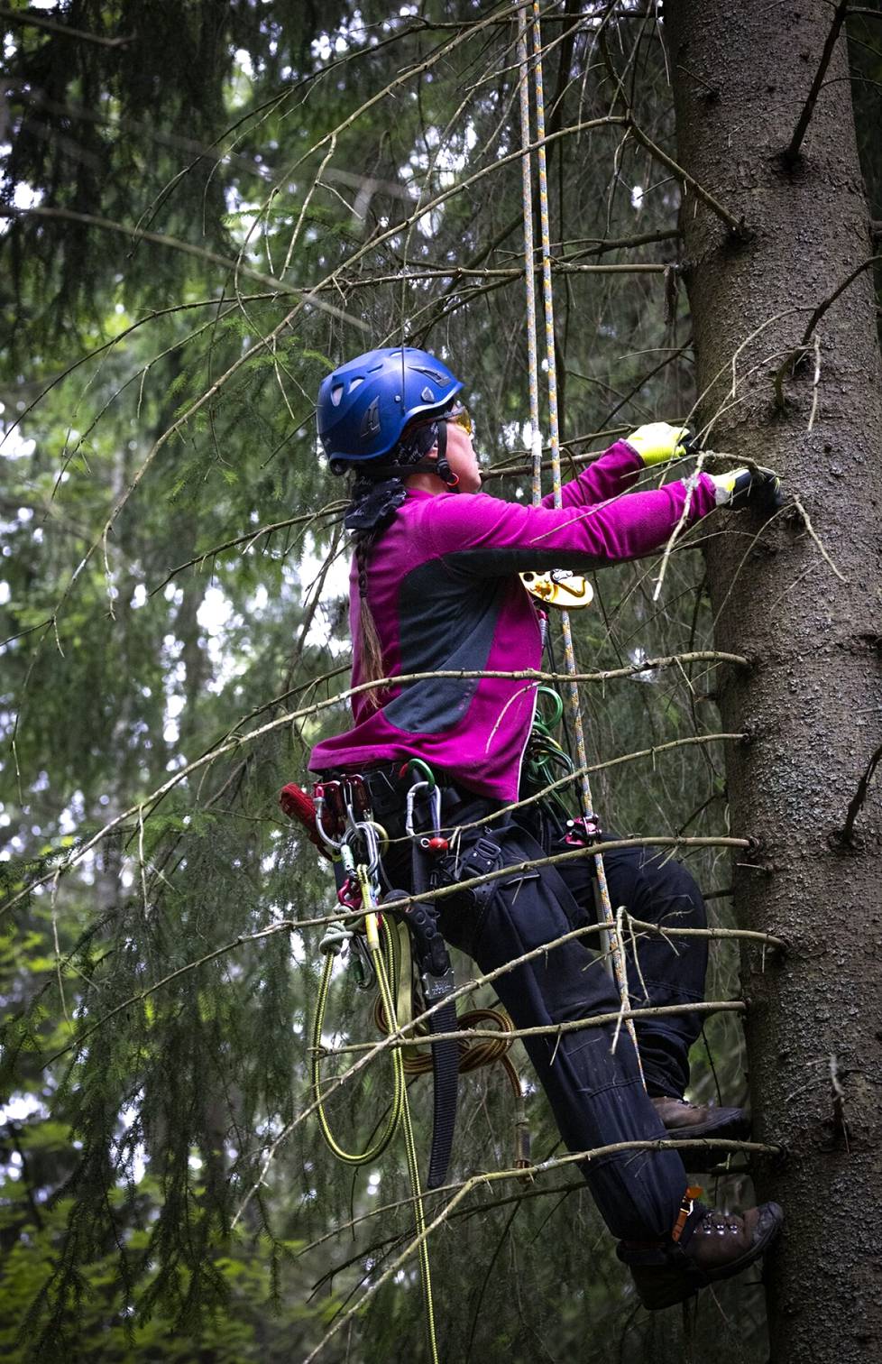 Ly Kaipiainen is enthusiastic about tire climbing.  The spruce can be reached with the help of ropes and seeking support from the trunk.  Branches are often in the way.