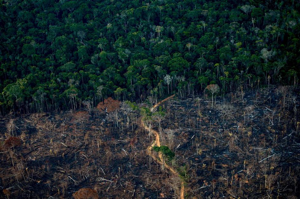 15. syyskuuta. Raivattua aluetta Amazonin sademetsässä Brasilian Labreassa. Amazonin sademetsän tuhoutumisvauhti on kiihtynyt äärioikeistolaisen Jair Bolsonaron astuttua presidentiksi Brasiliassa vuonna 2019.