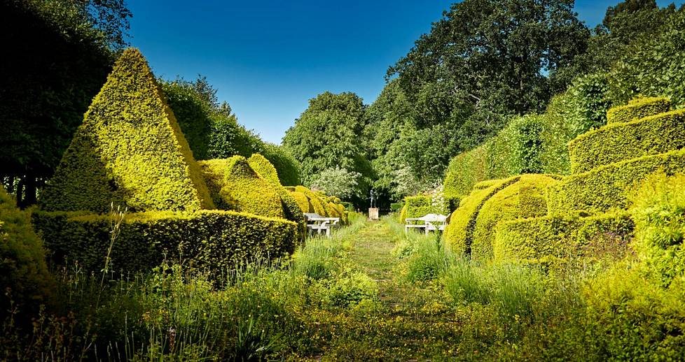 Näkymä Highgroven puutarhoista kesältä 2019. Kuvassa geometrisiin muotoihin leikattuja euroopanmarjakuusia. 