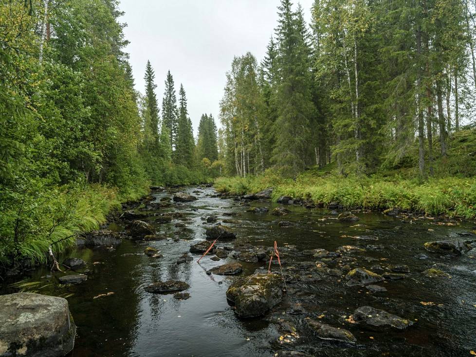 On the upstream side, the bottom is stony and dark. Thousands of mussels live there. Hukkajoki is one of the few waters where the roach still reproduces.