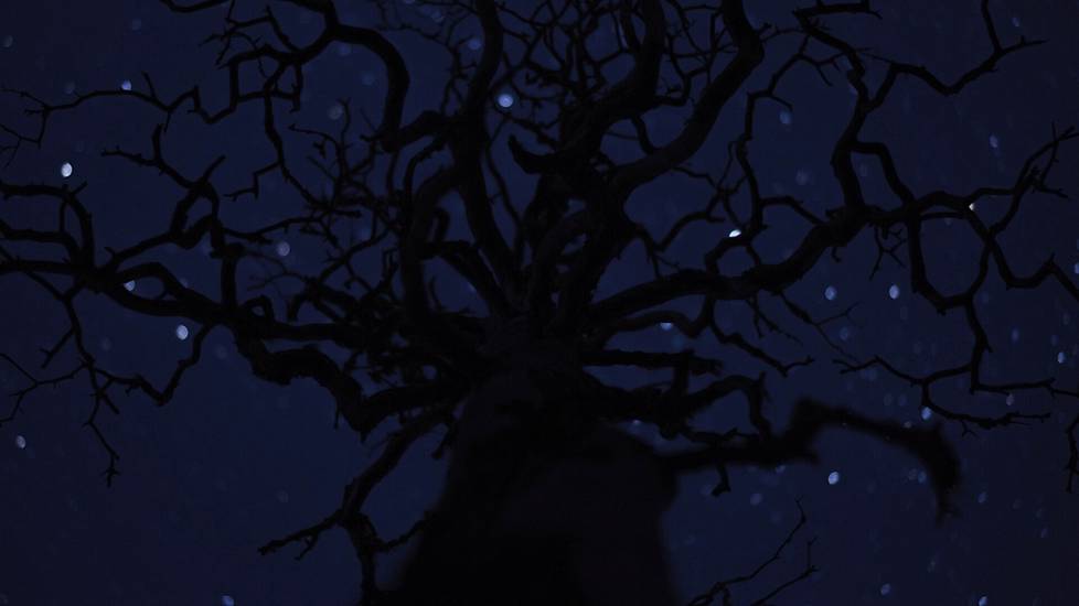 Tähtien tuike puun oksien lomasta on ruutukaappaus Riku Karjalaisen videoteoksesta.