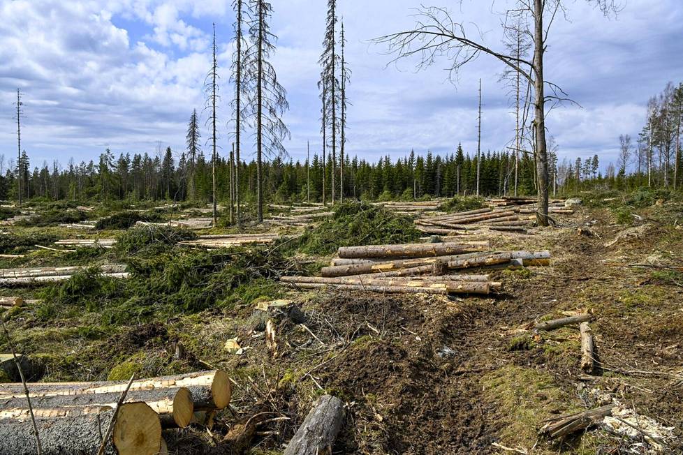 Viime vuonna Suomen metsistä hakattiin noin 76 miljoonaa kuutiometriä runkopuuta, eli viitisen prosenttia enemmän kuin edellisvuonna. Kuvassa päätehakkuutyömaa Janakkalasssa toukokuun alussa.