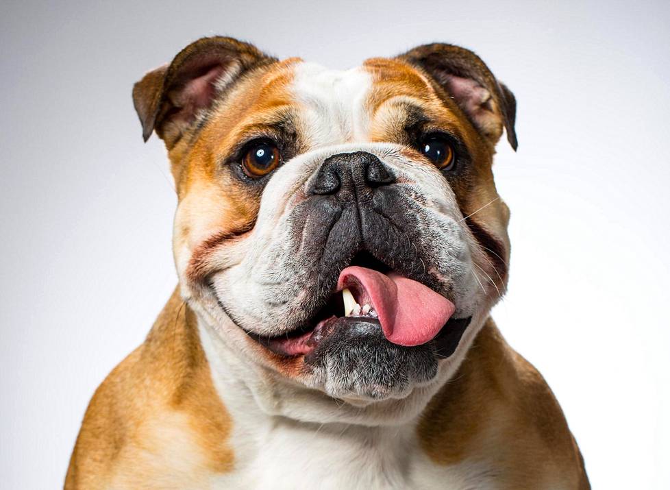 Englanninbulldoggi on eläinlääkärien mukaan yksi sairaimmista koiraroduista.