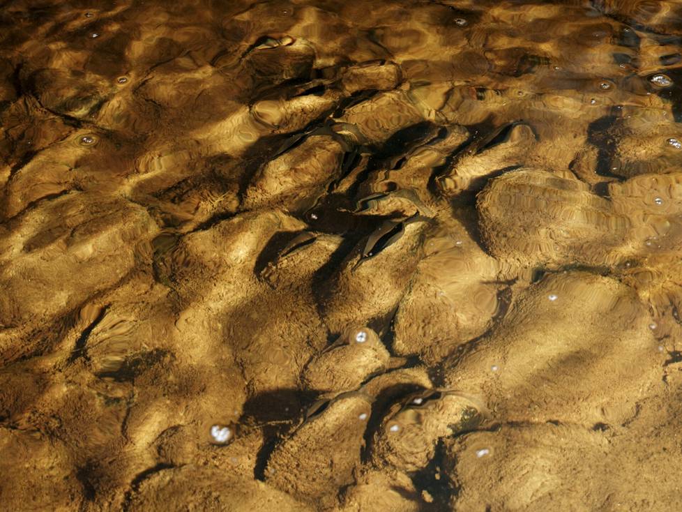 According to the researchers, mussels downstream cannot survive in polluted water. Raakku keeps its home stream clear, but it can't do well in an already dirty stream.