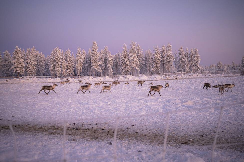 Reindeer management organized by fencing has become more common as a result of, among other things, difficult winter conditions.