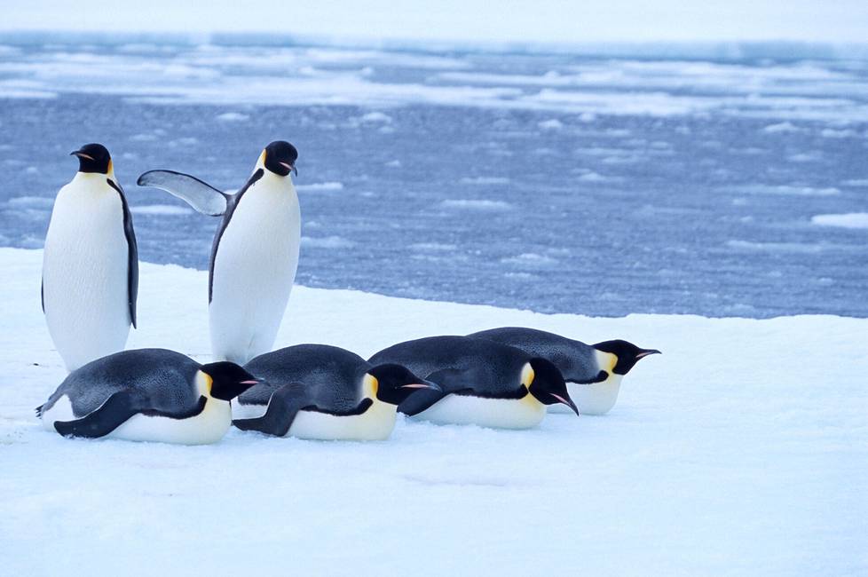 Keisaripingviinejä Etelämantereella vuonna 2015.
