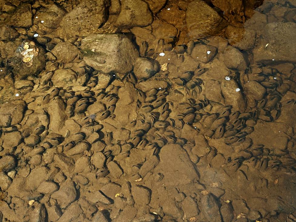 Downstream from the crossing, the bottom looks different. Everything, including clams, is covered in brown sludge. Mussels are easily distinguished from rocks by their shape and the dark gap between the shell.