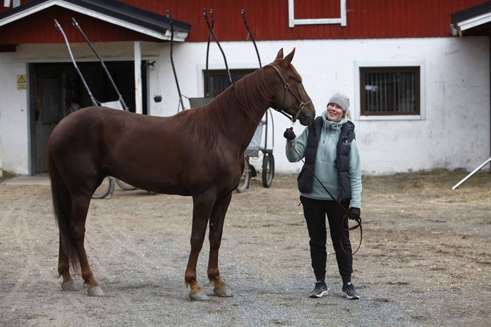Taisto-varsalle tuotiin korviketamma Ypäjän ravitallilta. Kyseinen hevonen oli vuoden 2013 ravikuningatar Marimin.