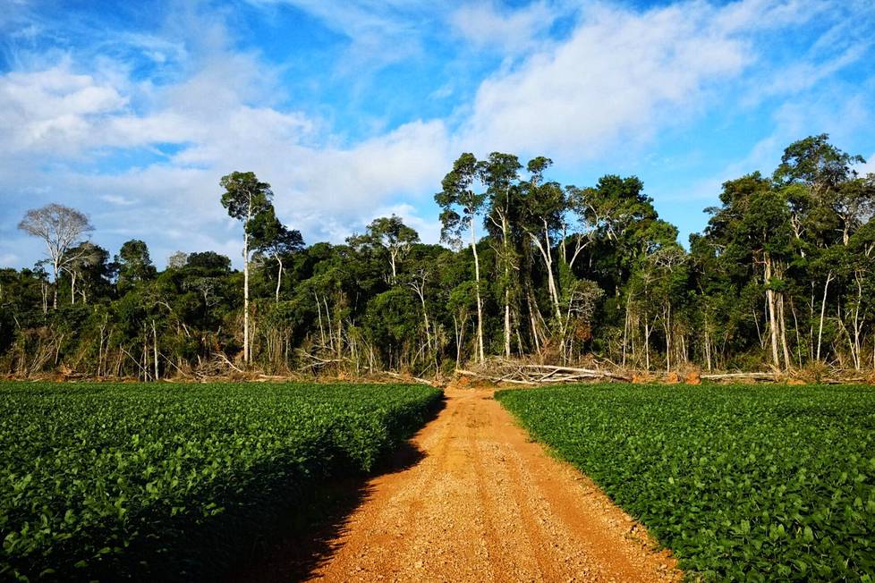 Amazonin sademetsään raivattua laitonta soijapeltoa kuvattiin 2014.