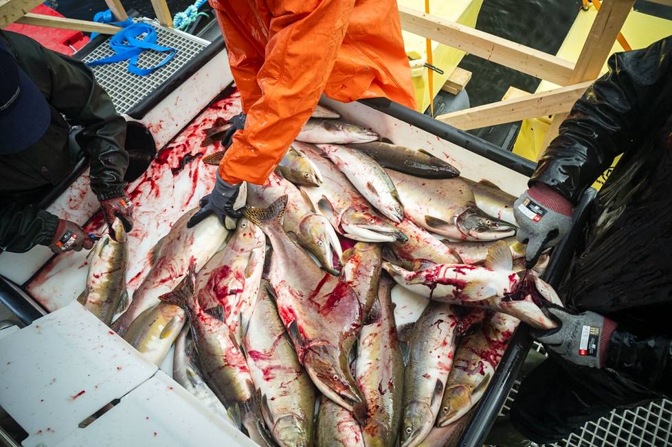 Humpback salmon are stunned.