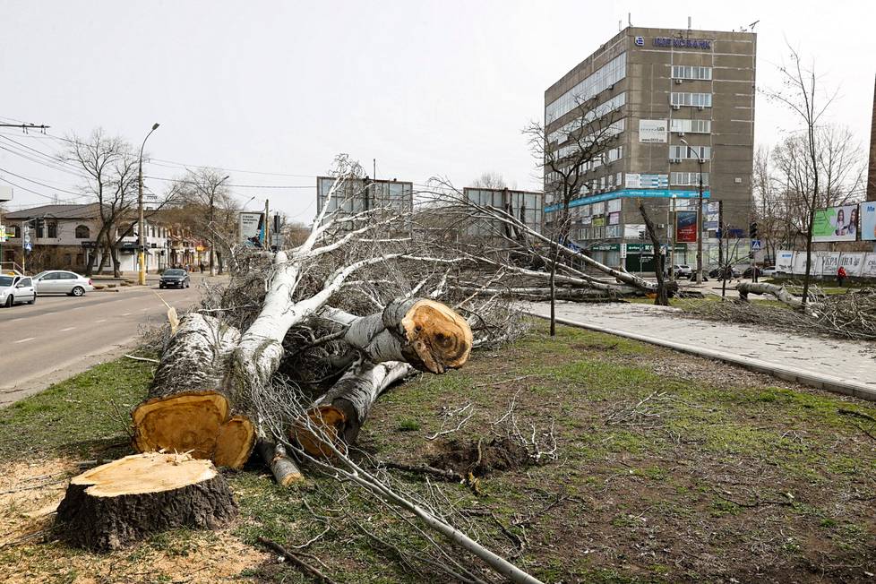From the Tsentralny boulevard, all the trees have been felled, partly into logs on the front and roadblocks, partly to clear up the shooting range.  Should Russian troops retry toward Odessa, the Armored Column would potentially advance along the boulevard toward the Varvarivka Bridge over the Pivdenyi Buh Bay.
