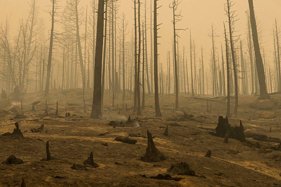 In California, the United States, a forest was destroyed in September by an extensive wildfire.  According to California fire authorities, a total of at least about 8,000 square miles of forest and terrain have been burned in the state this year. 