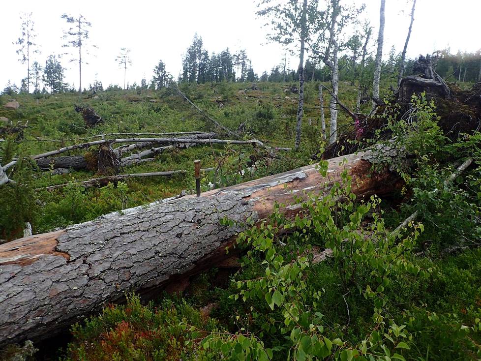 Kolmiloppinen, which was previously felled in Pello, is included in the proposal for the Aalistunturi National Park in the area.  The tortoiseshell pine left as a saving tree in the logging yard has fallen in a storm.  The area has been treated as an ordinary economic forest. 