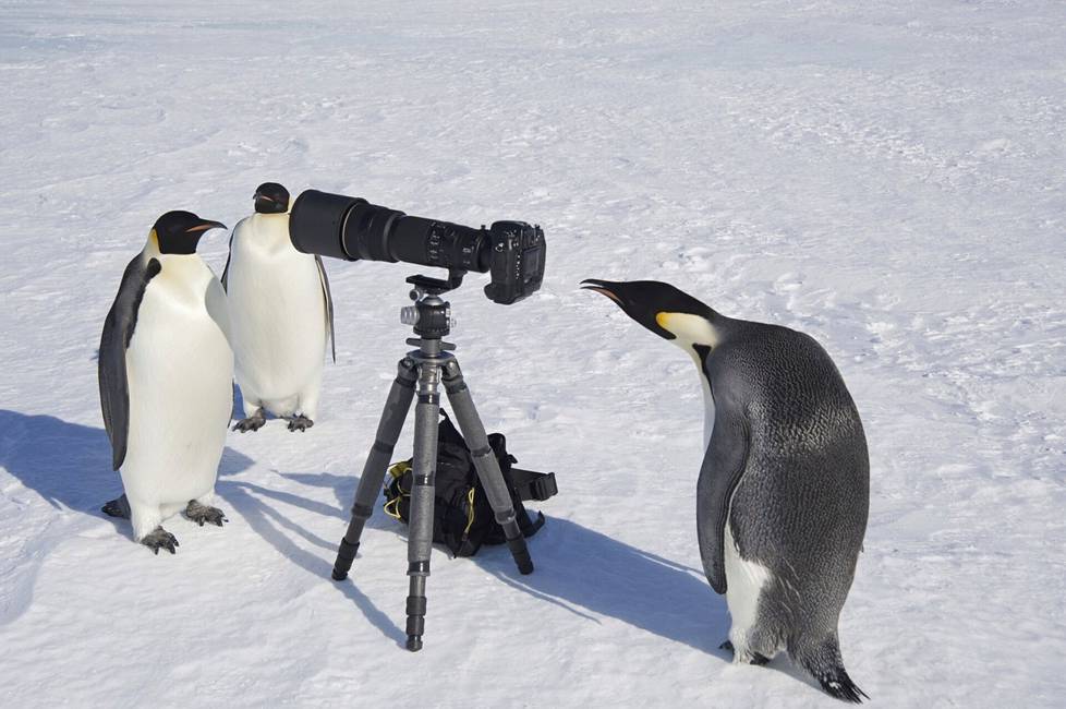 Joukko keisaripingviinejä ihmetteli kameraa Etelämantereella vuonna 2014.