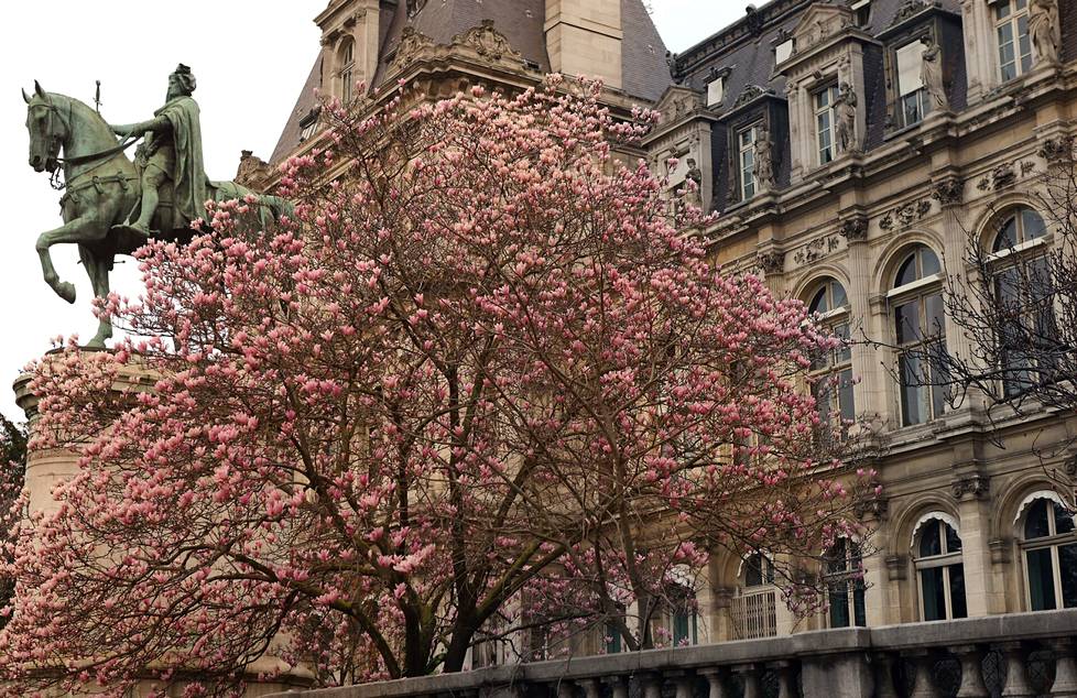 Magnolia oli puhjennut kukkaan Pariisin kaupungintalon edustalla.