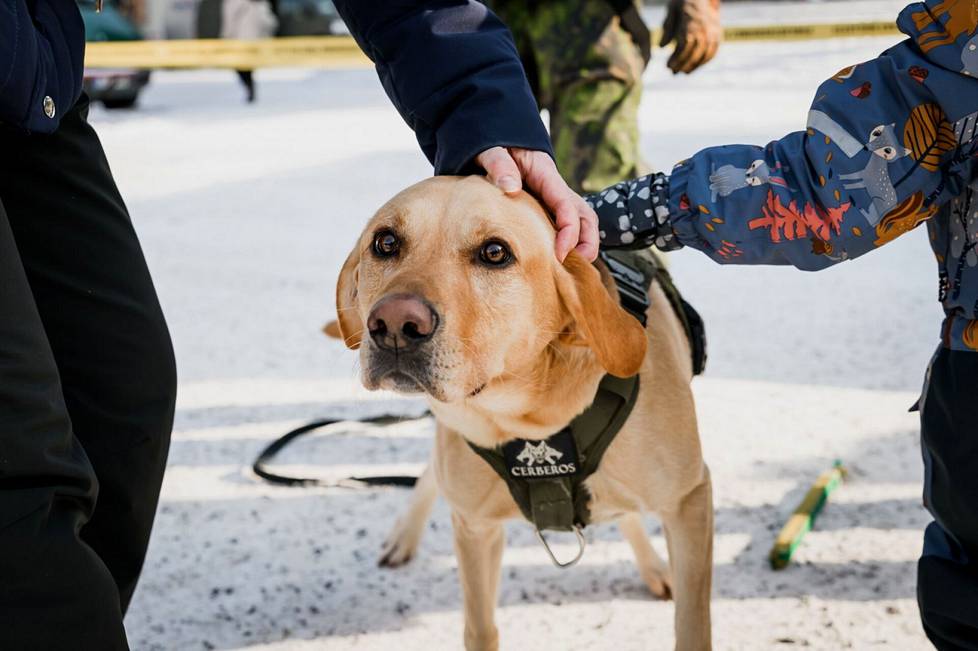 Labradorinnoutaja oli Suomen suosituin koirarotu vuonna 2022.