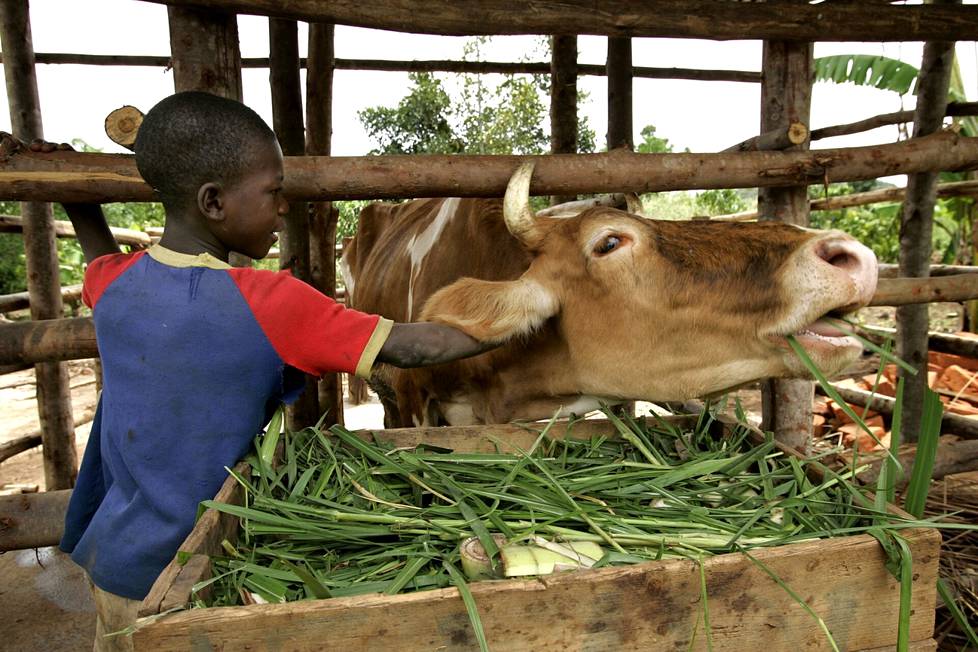 Kymmenvuotias Dennis lupaa pitää hyvää huolta Birungi-lehmästä.