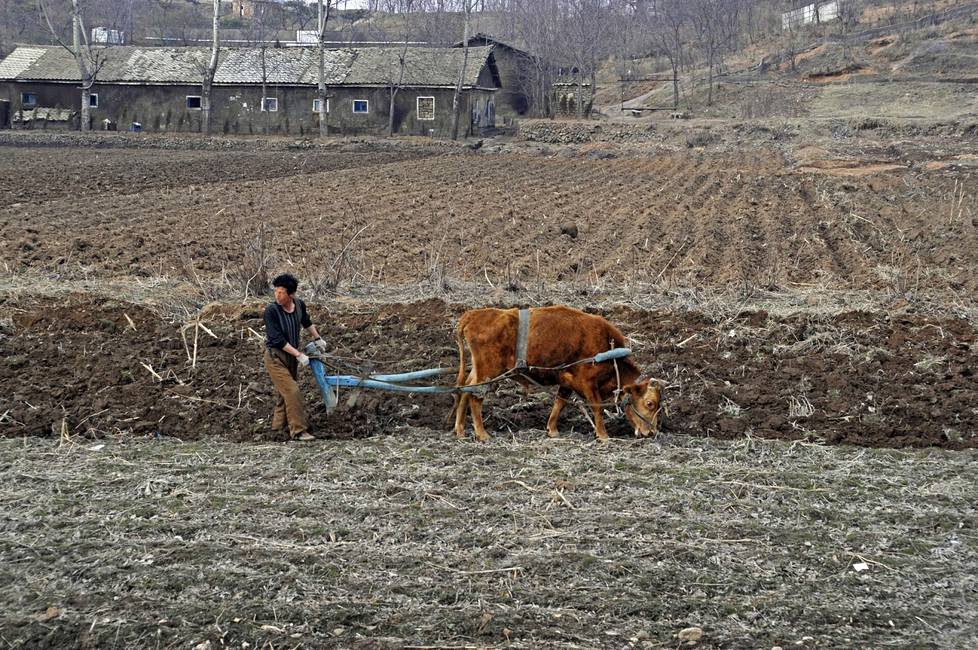 Mies kynti peltoa Kaesongissa vuonna 2012. Tutkijoiden mukaan Pohjois-Koreaa uhkaa uusi nälänhätä.