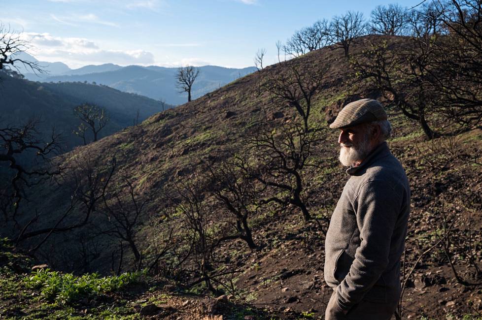 Juan Caballero etsii yhä metsäpalossa kadonneita lampaitaan Bermejavuorella Andalusiassa.