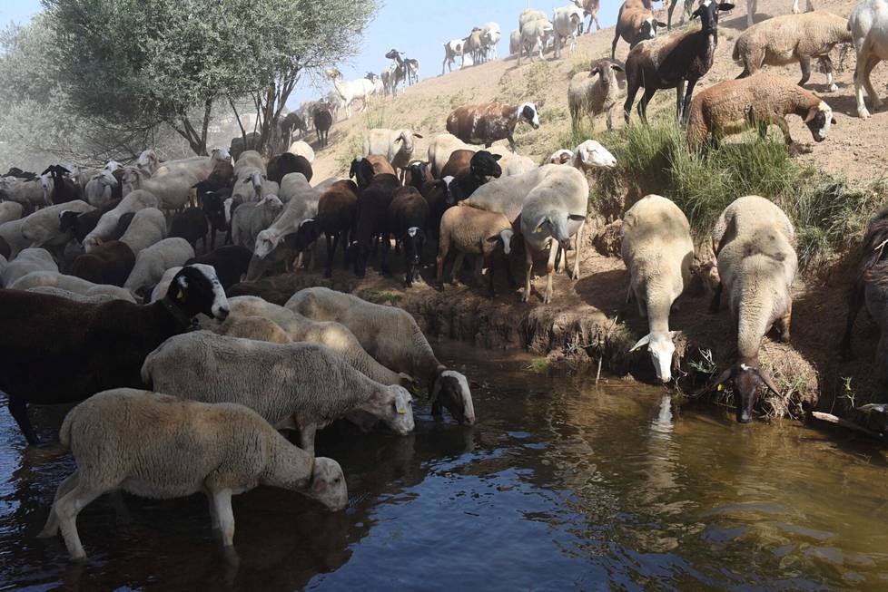 In August, sheep drank water from a river in the province of Soria, Spain, where temperatures rose to over 40 degrees during the day.  Thermal warnings were issued in several areas of Spain during the summer.