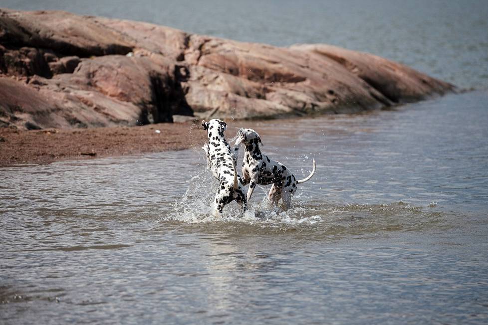 Dalmatialaiset Hulda (1 v 3 kk) ja Lissu (1 v 9 kk) leikkivät vedessä. Hulda ja Lissu ovat saapuneet Rajasaasen koirapuistoon Espoosta. Koirat ja koirien mukana olleet Heli Teräväinen ja Ulla Björklund ovat tutustuneet viime syksynä koirapuistossa Tapiolassa.