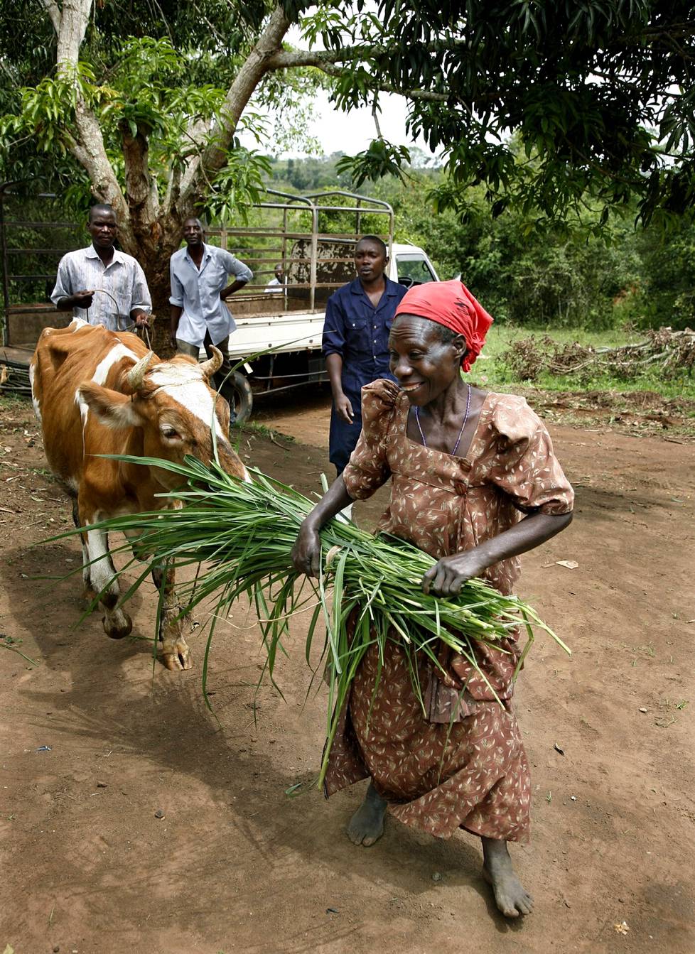 Suuri päivä: Teresa Namirembe saa lehmän. Joseph Sebaguro (vas. ) ja David Mugabe auttavat.