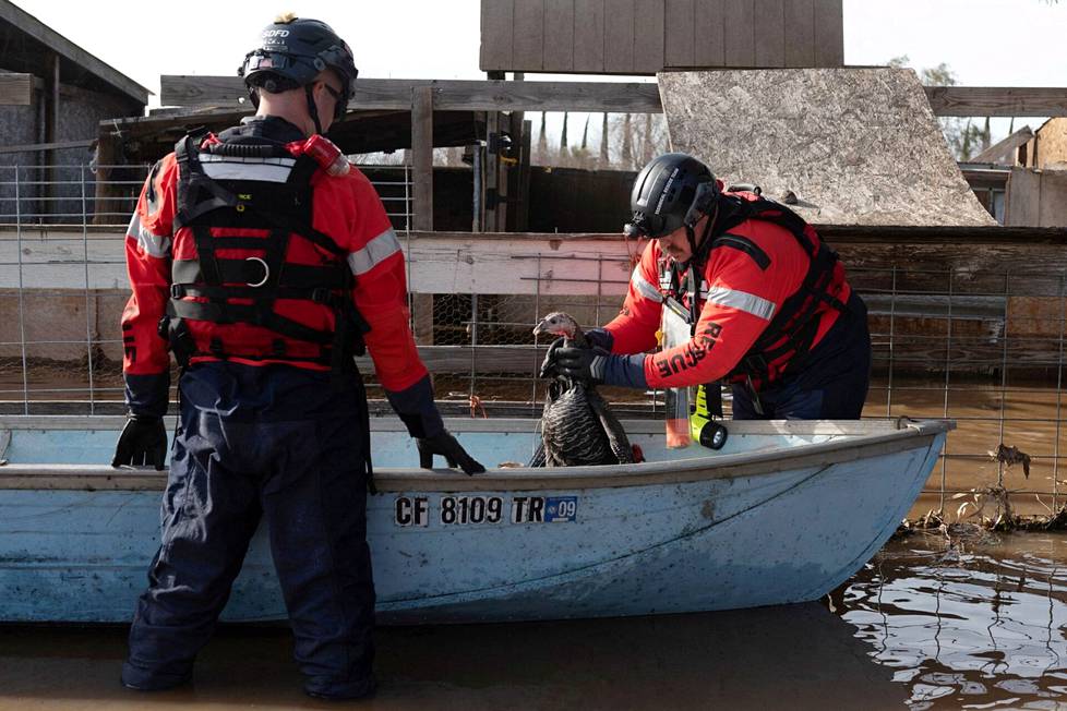 Pelastustyöntekijät auttoivat kalkkunan pois tulva-alueelta Atwaterissa.