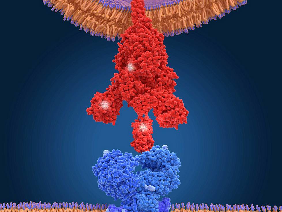Taiteilijan näkemys koronaviruksen brittimuunnoksen piikkiproteiinista (punainen). Piikki sopii ihmissolujen ace2-reseptoriin (sininen), ja siksi virus pääsee tunkeutumaan solujen sisään.