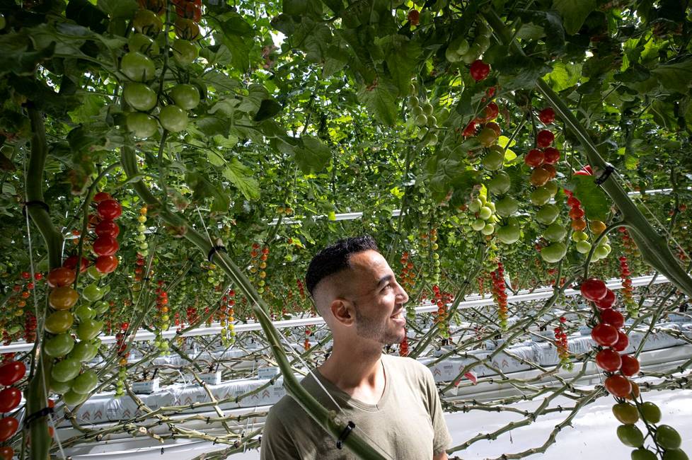 Kansallista kärkitasoa lähestyvä porilaisjuoksija Ali Abdulrahman tekee täyttä työpäivää Namsin tomaattitilalla. 