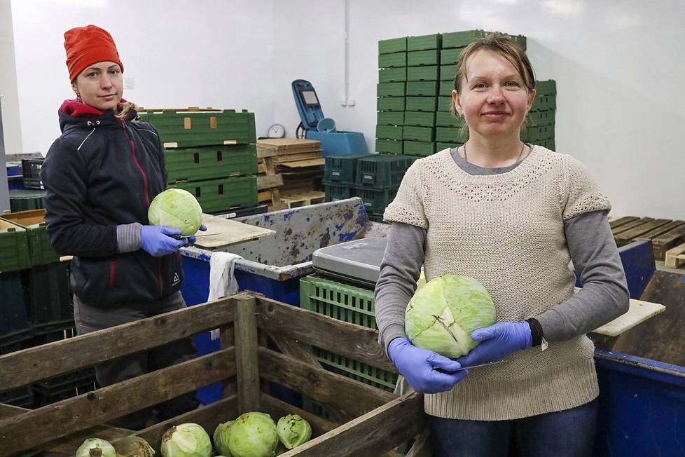 Ukrainalainen Halyna Moroz (oik.) ja venäläinen Elvira Zhuraleva työskentelevät rintarinnan Aholaisen maatilalla Joroisissa. ”Sota ei vaikuta ystävyyteemme”, Moroz sanoo.