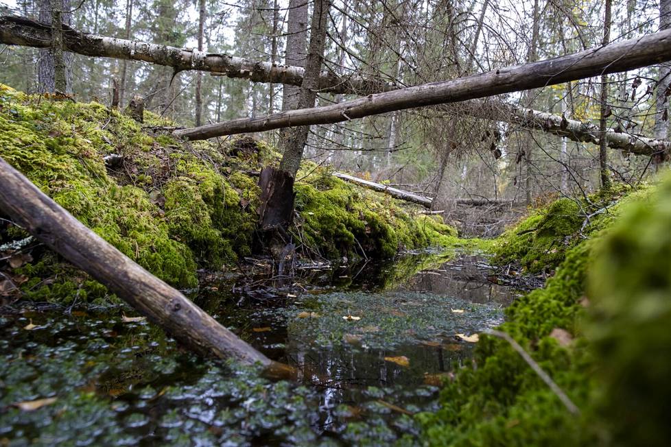 Ojitetun metsän uomiin nousi vettä metsäpalstalla Janakkalassa. Soiden ja soisten metsien ojittamisia on Suomessa tehty metsän kasvatuksen tehostamiseksi.