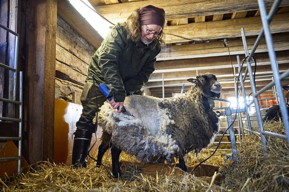Lindgren considers shearing quality time: he gets to focus on spending time with one sheep at a time.  In the fall, Lindgren had to work two jobs to get the bills paid, and the fall collection was missed.  In the picture, Nasu is curling up.