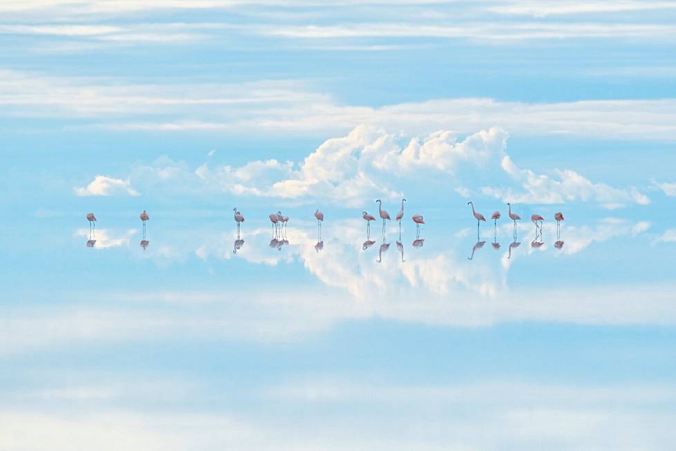 Japanilainen Junji Takasago voitti otoksella ”Taivaalliset Flamingot” luontotaidekuvan  (Natural Artistry) kategorian. Kuva on otettu vuoristossa Andeilla, Bolivian tunnetulla suola-aavikolla Salar de Uyunissa. Mineraalipitoisella alueella sijaitsee myös yksi maan isoimmista litiumkaivoksista, joka uhkaa alueella elävien flamingojen selvitymistä. 