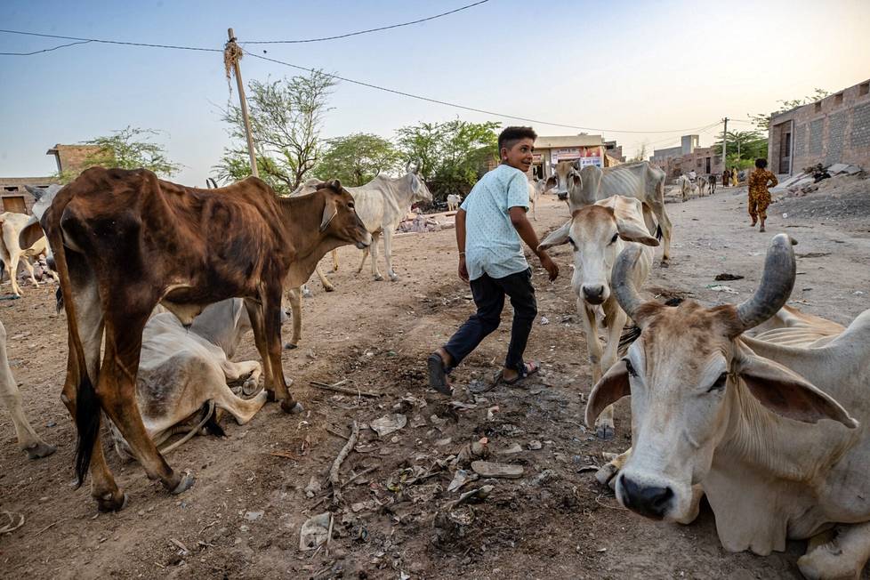 Bandain kylässä Intian Rajasthanissa monet kylän lehmistä olivat kesäkuun alussa laihassa kunnossa, sillä kesä on ollut poikkeuksellisen kuuma ja kuiva. Moni vähävaraisempi intialainen päästää lehmän vapaaksi, kun se lakkaa tuottamasta maitoa.