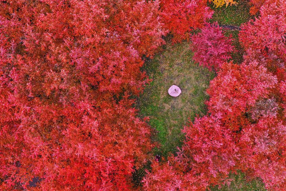 Valokuvaaja Milla Vahtila oli ottamassa itsestään kuvia ruskan värittämässä Roihuvuoren kirsikkapuistossa lokakuun puolivälissä. Hän poseerasi hetken myös HS:n kopterikameralle.