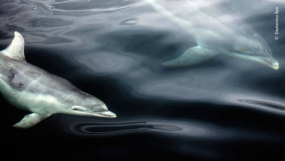 11–14-vuotiaiden sarjan voitti italialainen Ekaterina Bee, joka kuvasi pullokuonodelfiinejä veneestä käsin Skyen saarella Skotlannissa.