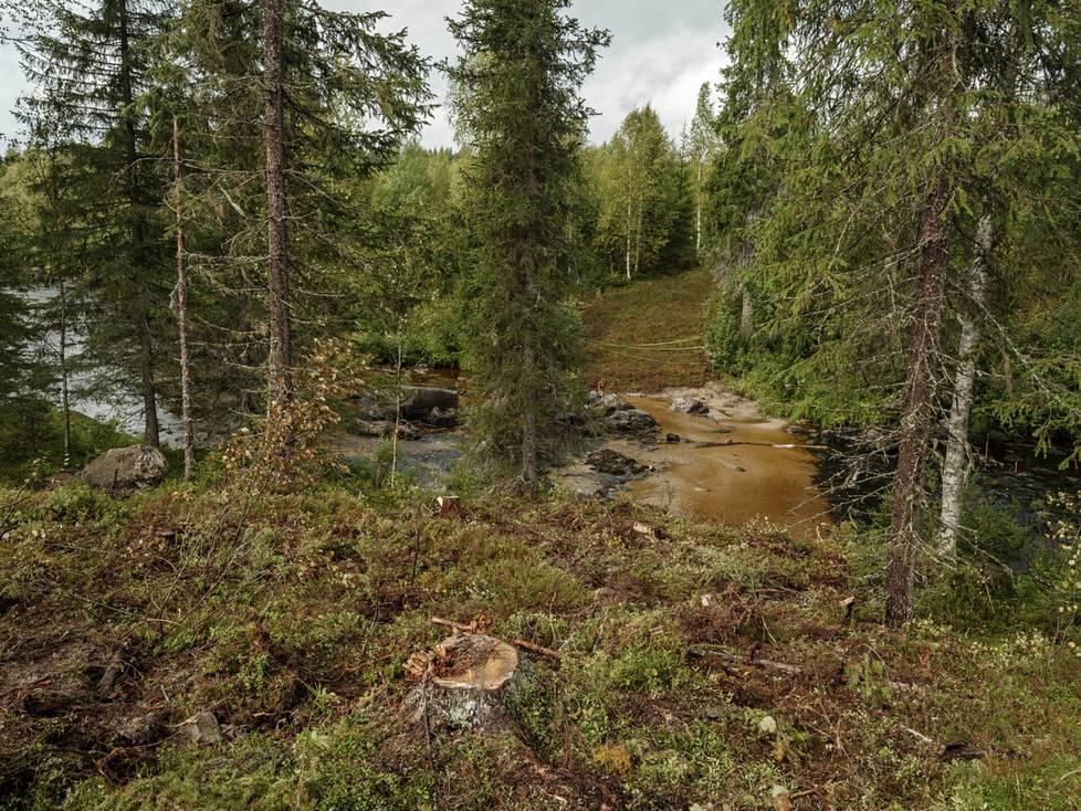 View of the crossing from the south. Most of the clear-cut area is just to the south, and in some places it extends only meters from the shoreline. The logs are stacked on the north side, where they have been straightened by machines across the river.