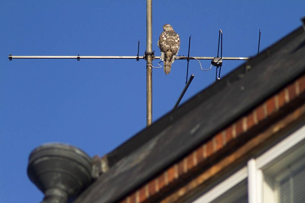 You can see the chicken hawk anywhere in Helsinki.  This individual observes his surroundings from the antenna of a worker's house.