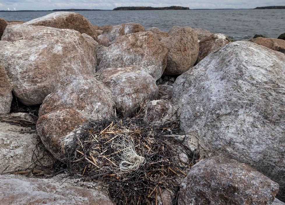 Cormorants collect plastic debris they find in their vicinity from their nests.