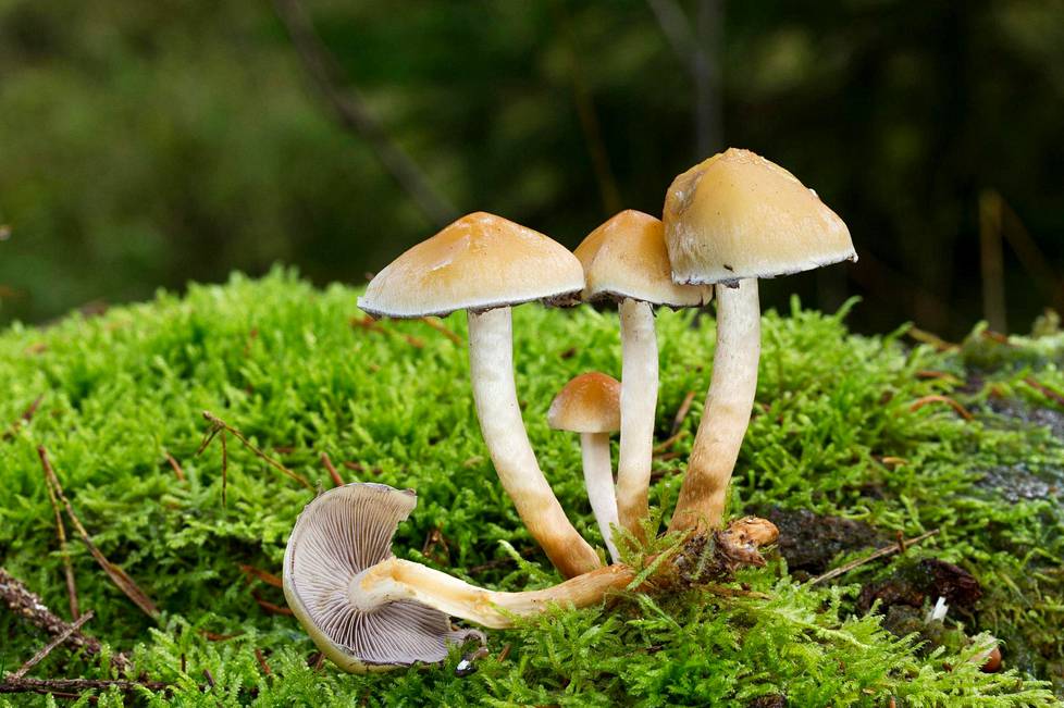 Nämä viisi mainiota ruokasientä jäävät metsiin, koska harva tunnistaa niitä  – Sienet hellivät suolistoa ja voivat jopa torjua dementiaa - Elämä 