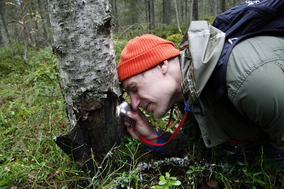 Luontokartoittaja Ari Aalto etsi luupin avulla vanhan metsän tunnuslajeja Riuttaskorven virkistysmetsässä Ylöjärvellä.