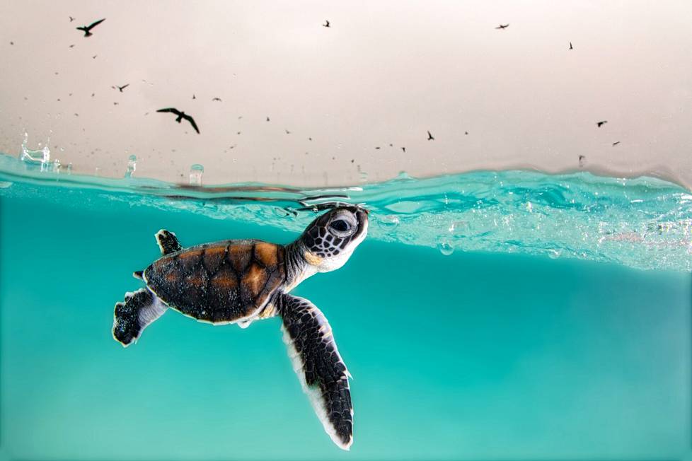 Hannah Le Leu's photo of an Australian broth turtle took third place in the widescreen series.