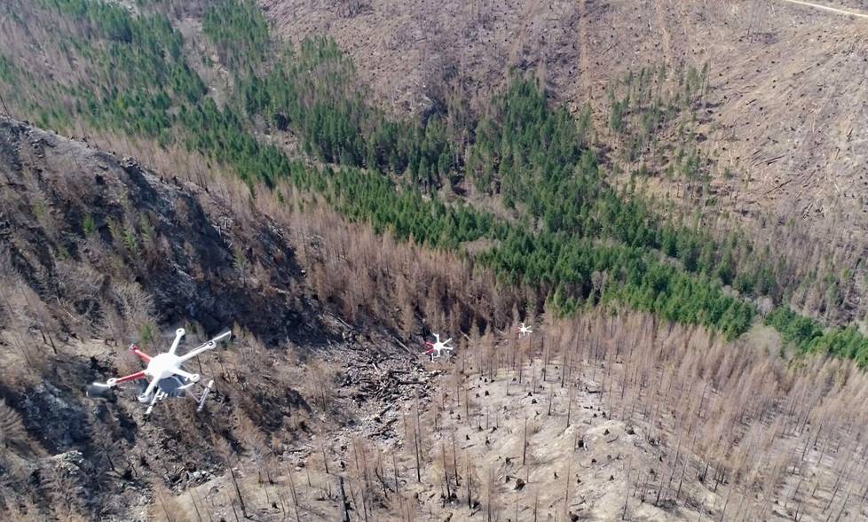 DroneSeed Yhdysvalloissa käyttää drooniparvea puunsiementen kylvämiseen metsäpalon tuhoamalle alueelle.