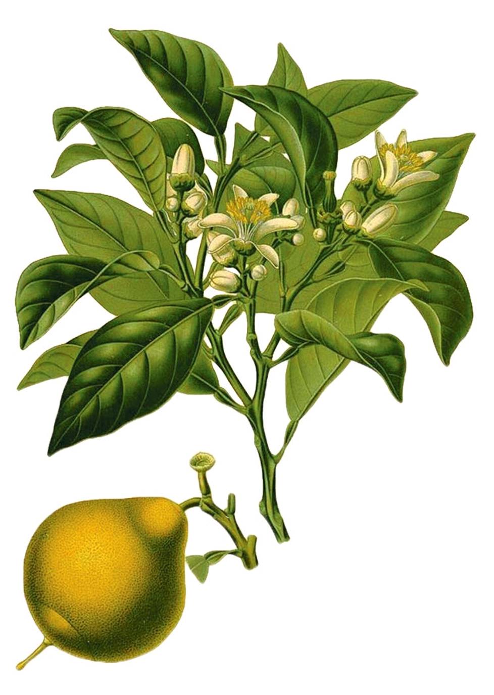 Bergamotin (Citrus bergamia) eteerinen öljy on yksi merkittävimpiä parfyymien raaka-aineita ja tuttu myös Earl Grey -teestä. Eri teelaaduille on kirjassa omistettu oma osuutensa.