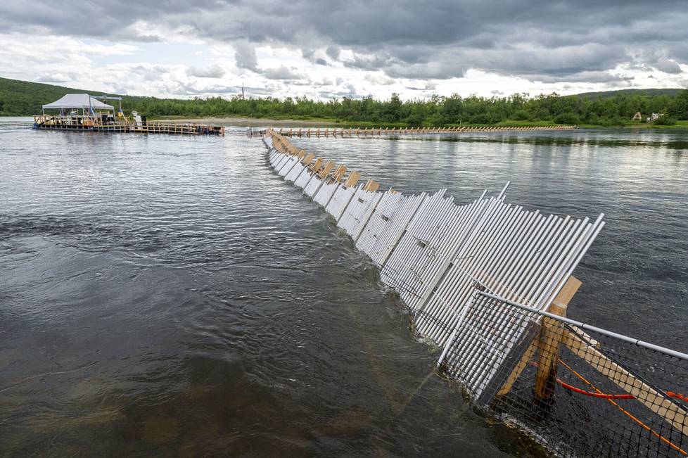 The Norwegian dam construction to remove the alien species humpback salmon has been placed in Norway below the Tenojoki bridge. 