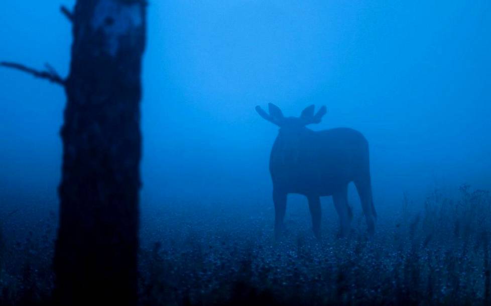 The best time to photograph wildlife is at dawn or dusk.