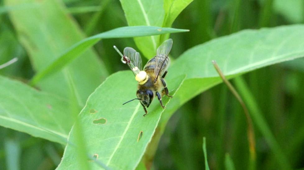 Tutkijat seurasivat mettä etsivän mehiläisten reittejä radiolähettimen avulla. 