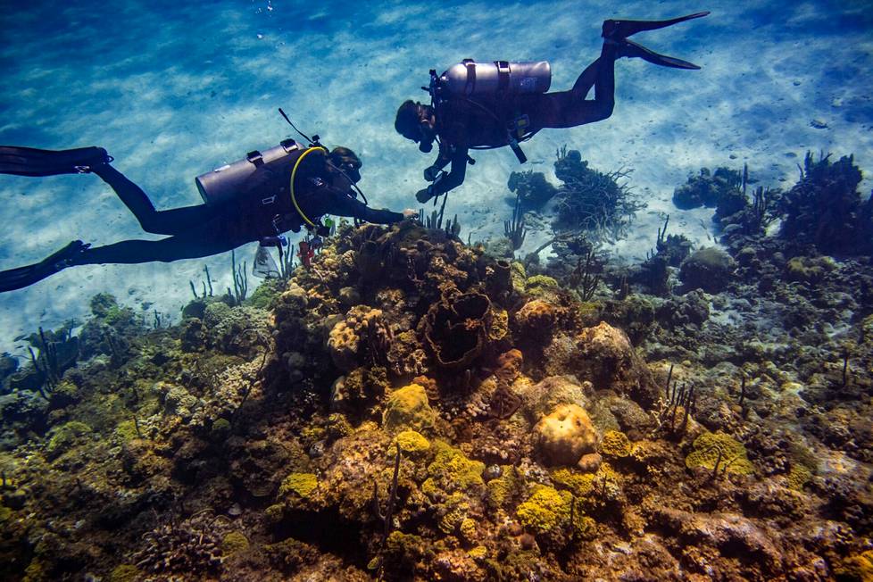 An alarming proportion of the world’s coral reefs have died over the past decade as a result of human activity.  The biggest cause of death is warming seawater, which expels algae living in symbiosis with the coral animal and causes the coral to lose its color.