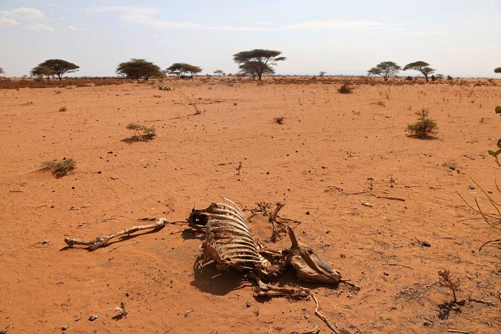 In Kenya, it is estimated that a prolonged drought puts more than two million citizens at risk of famine.  Rainfall was low in March-May, so people living in arid areas need food aid.  One of the drought-affected areas is Marsabit in the north of the country.  Pictured is a cow carcass near the town of Karg in early October.